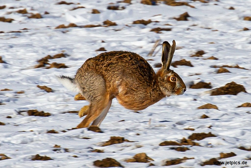 D-HASE140221.jpg