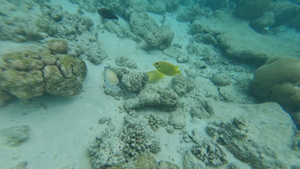 VideoCapture_20241130-174842.jpg