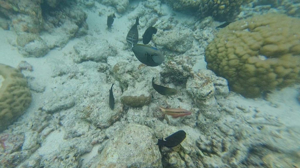 VideoCapture_20241130-175208.jpg