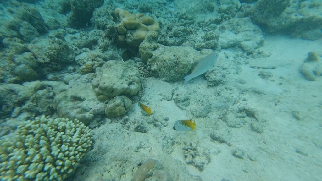 VideoCapture_20241130-175818.jpg