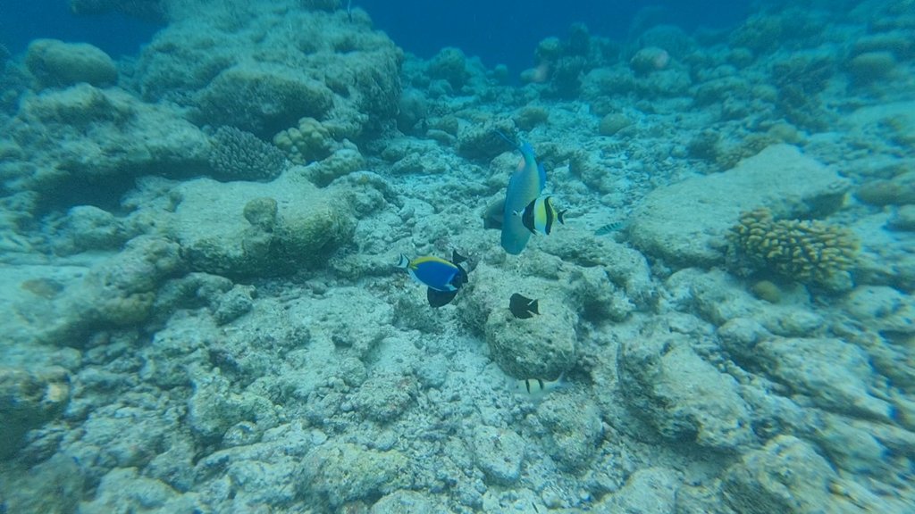 VideoCapture_20241130-175843.jpg