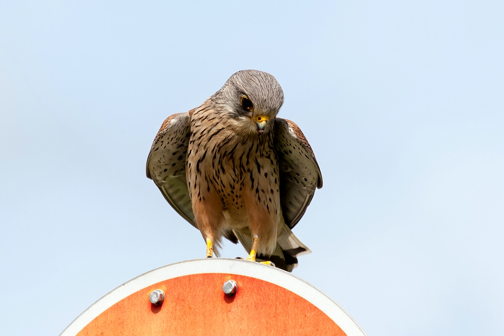 comp_WF8N4401.jpg