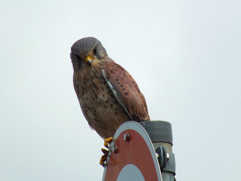 DSCF8936.JPG